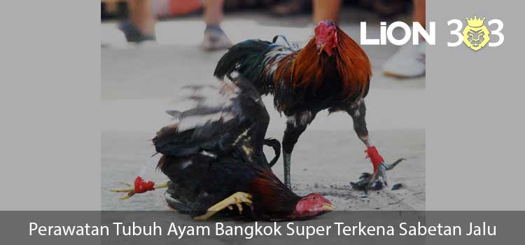 Perawatan Tubuh Ayam Bangkok Super Terkena Sabetan Jalu